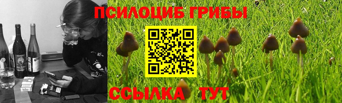 Галлюциногенные грибы прущие грибы  Вход с VPN  Тутаев 
